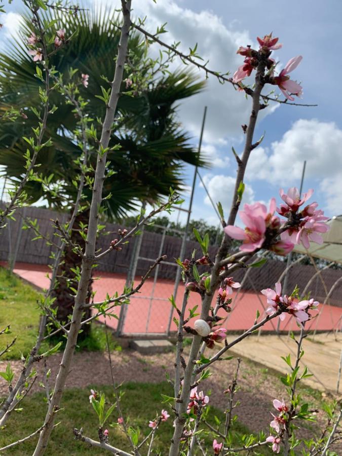 فيلا Palm Grove Farm Tit Mellil المظهر الخارجي الصورة